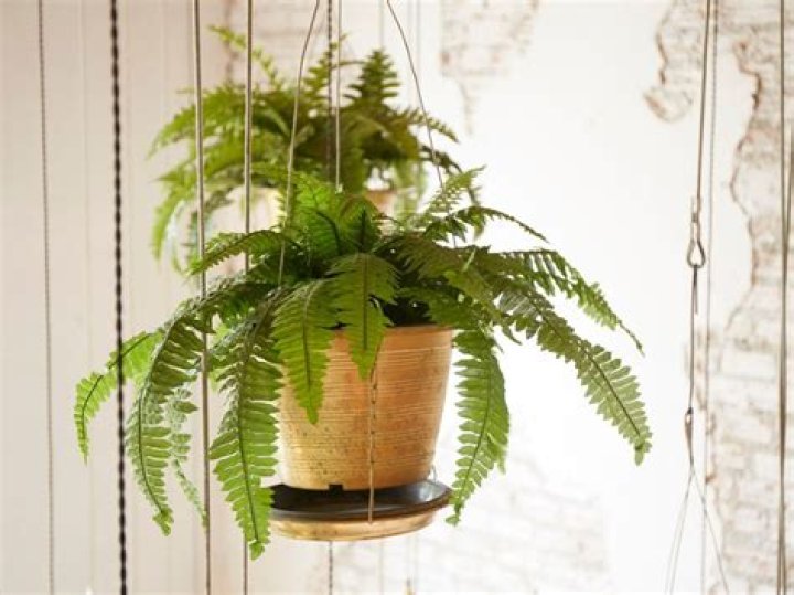 How to care for ferns